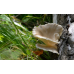 Мицелий Вешенки рожковидной / Вешенка обильная (Pleurotus cornucopiae)